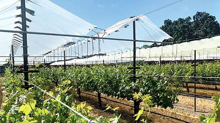 How Vineyards Can Adapt to Climate Change