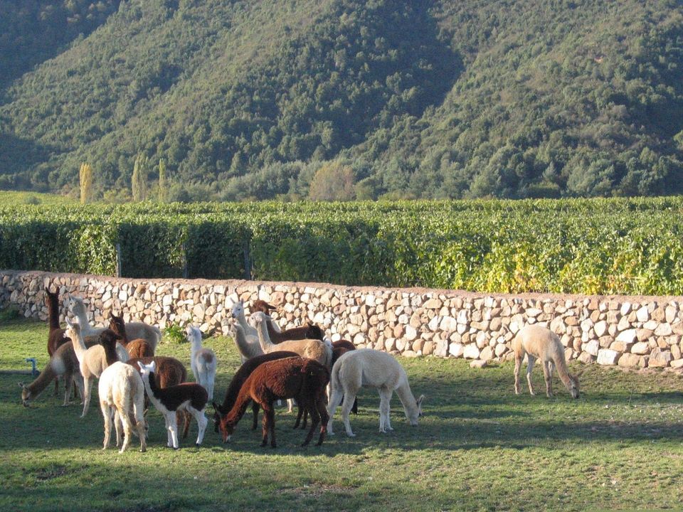 Banfi to Donate 1% of Natura Net Sales to 1% for the Planet