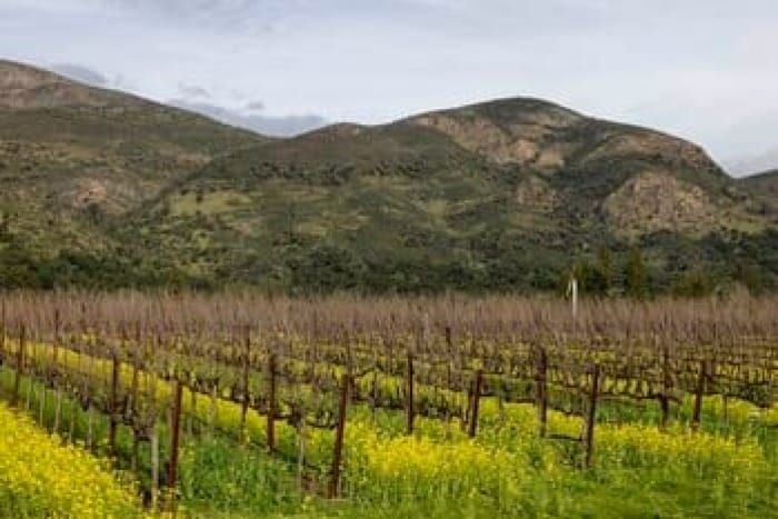 Stags Leap Wine Cellars Acquires Arcadia Vineyard