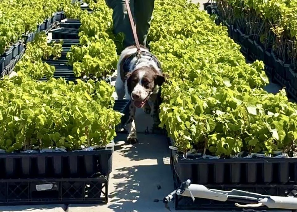 Herrick Grapevines 1st to Use Dogs to Detect Mealybugs, Leafroll 3 Virus
