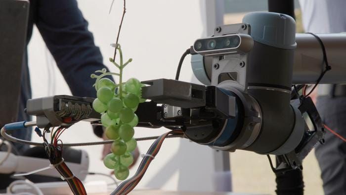 British University Develops Handheld, AI-Powered Grape Ripeness Detector