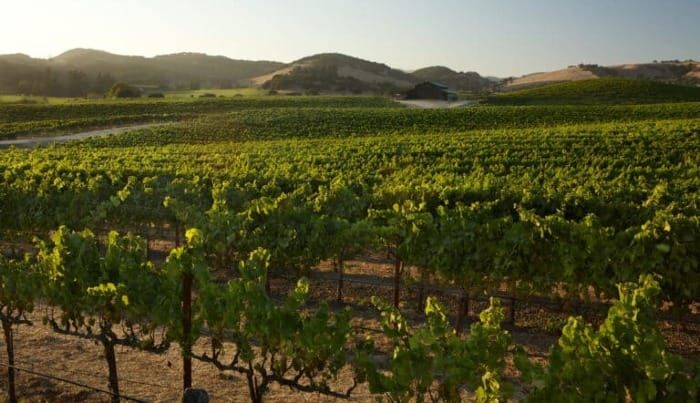 Why Domaine Carneros Was Named Sustainable Business of the Year
