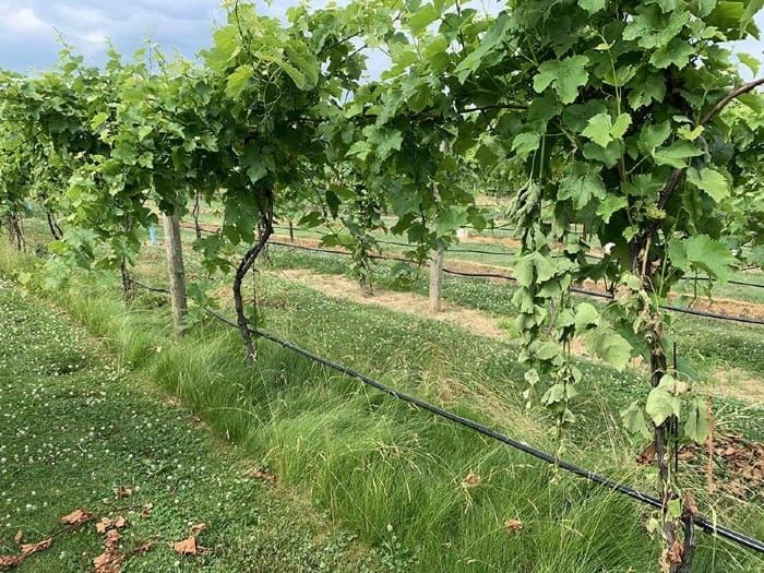 How Grass Benefits a Vineyard
