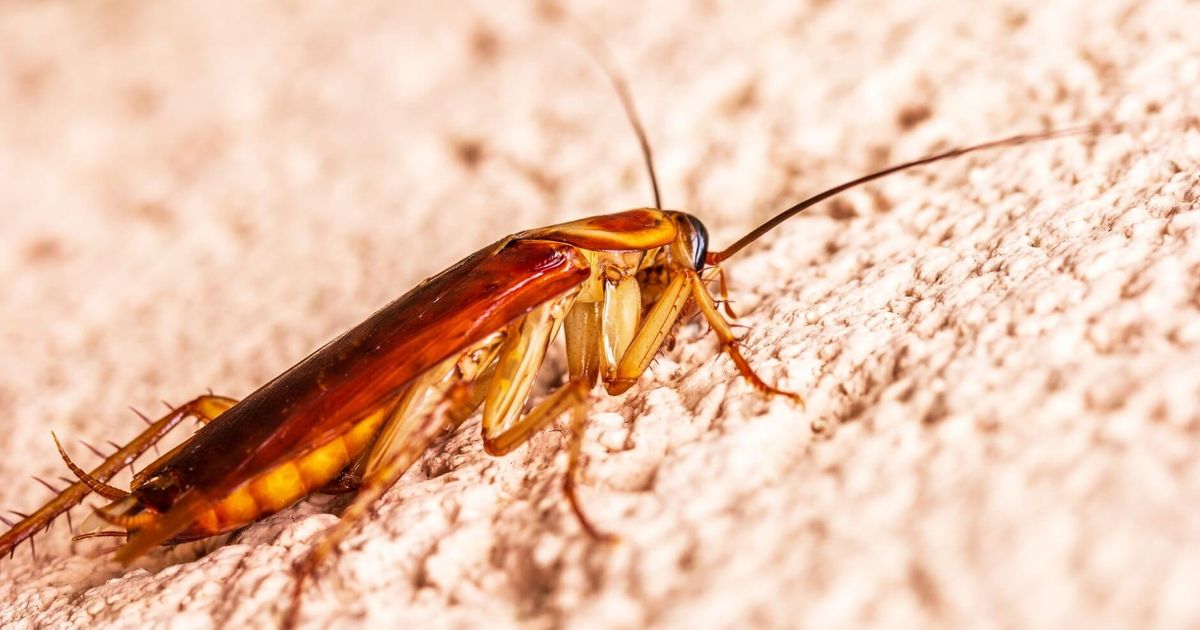 La cucaracha: piccola ode (quasi) affettuosa allo scarafaggio di Valencia