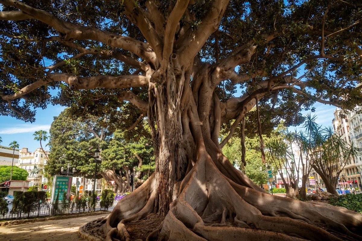 Arbres centenaires de Valence : ces ficus géants de la Glorieta et du Parterre