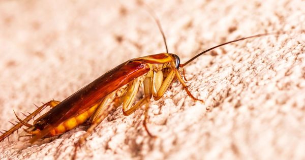 La cucaracha : petite ode (presque) affectueuse au cafard valencien