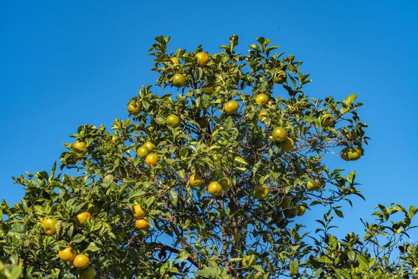 La huerta de Valence : ce que c'est, la loi et si on peut y vivre