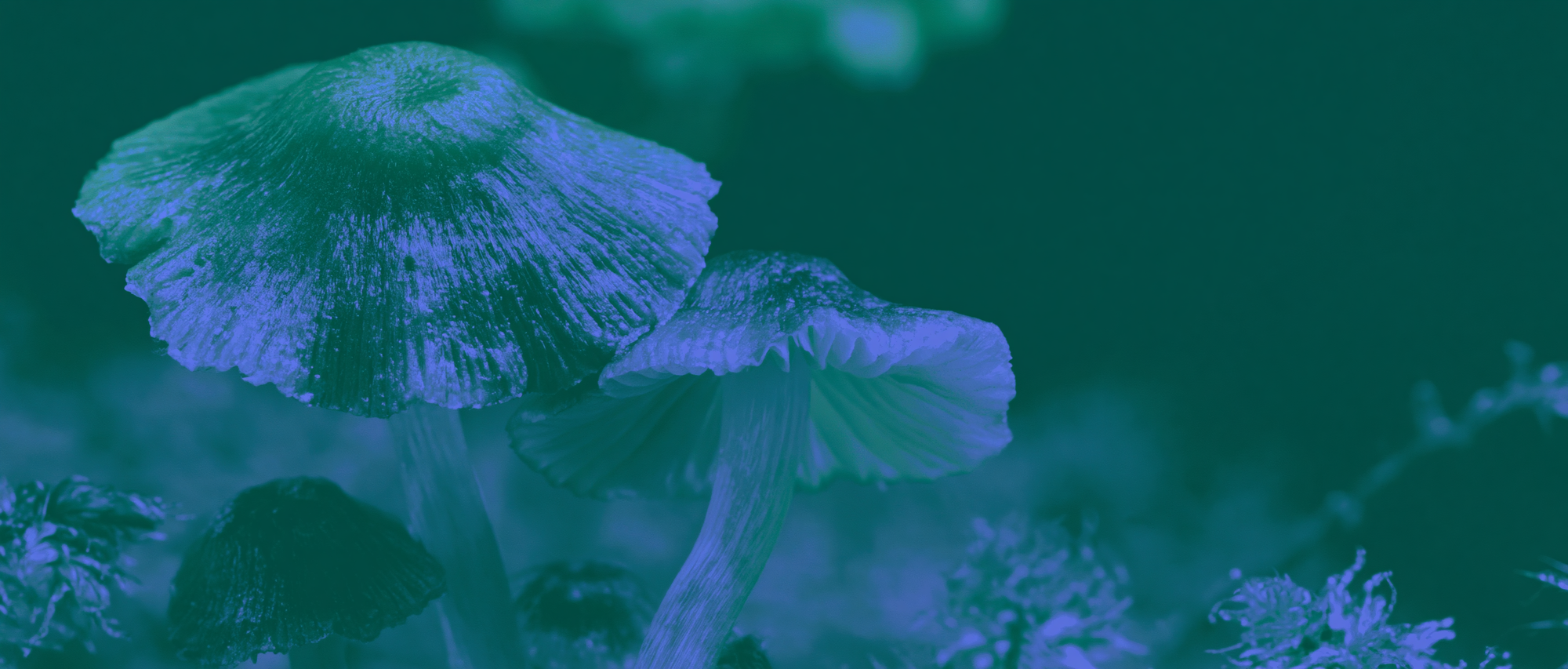 Psilocybe cubensis, hongos con psilocibina estudiados en la terapia contra la depresión