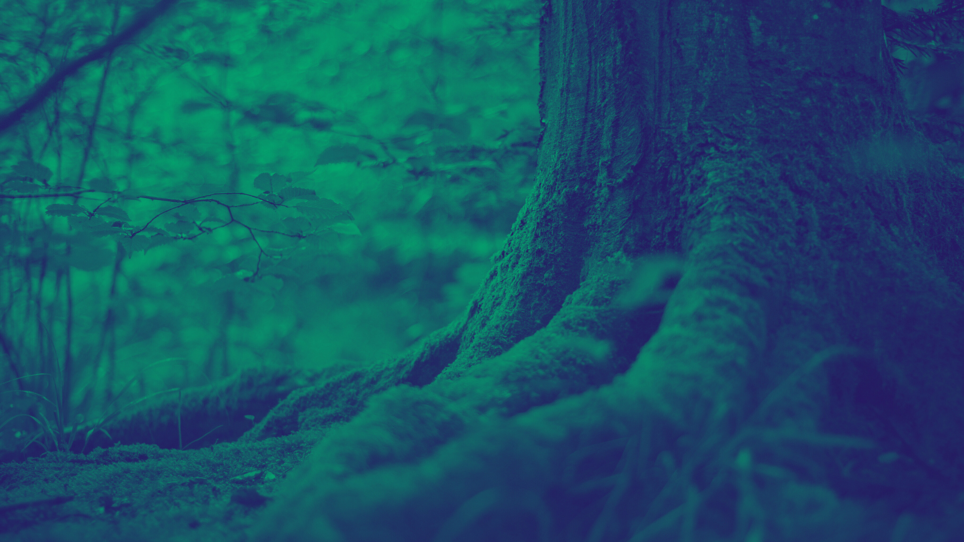  Like a tree that grows from its roots, psychedelic integration needs time, structure and fertile ground. That is what we have built for you.