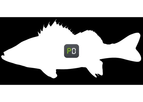 ill-tempered-sea-bass