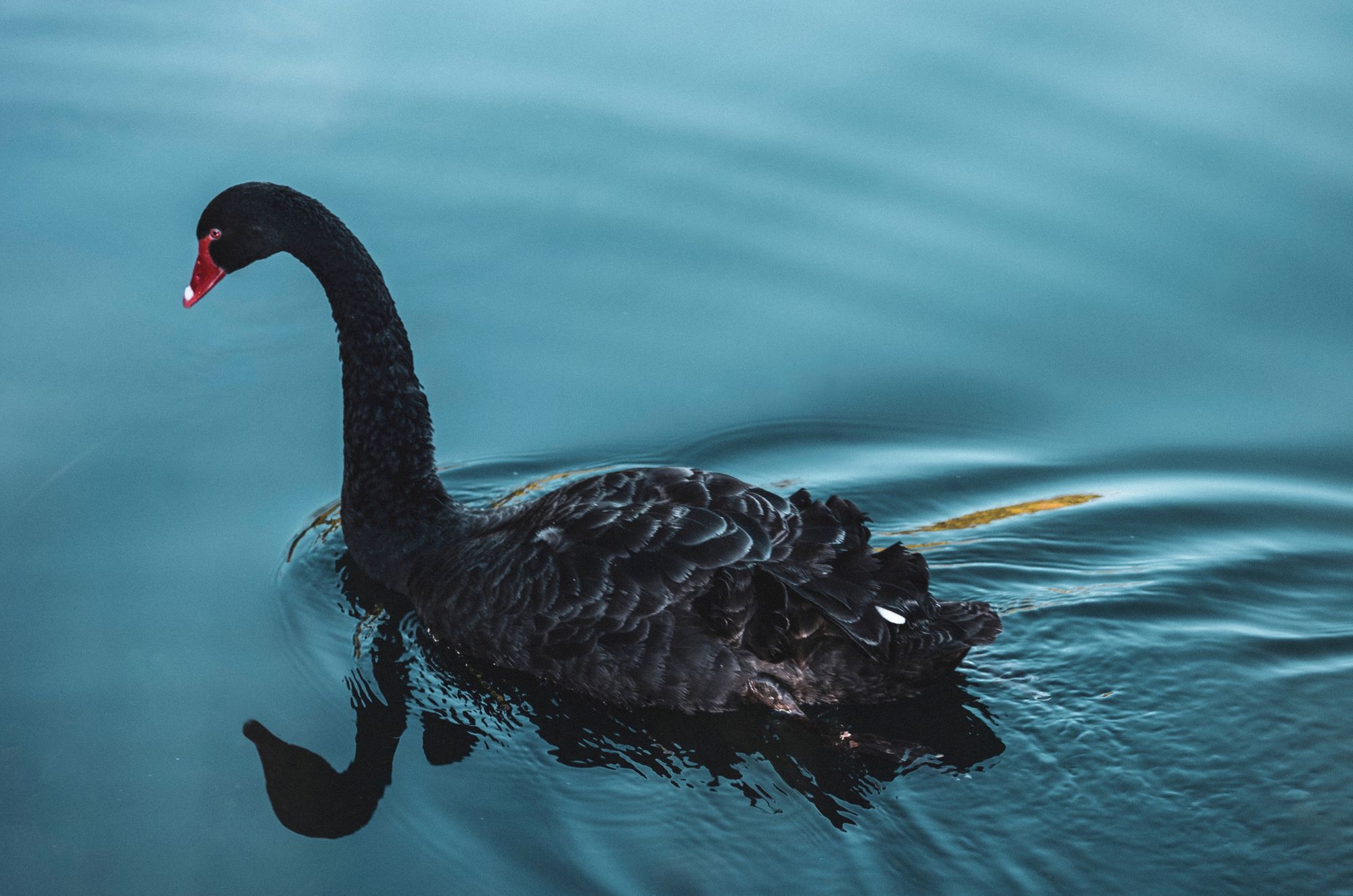 One in A Hundred Million