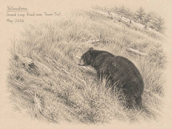 Yellowstone — Road to Lamar