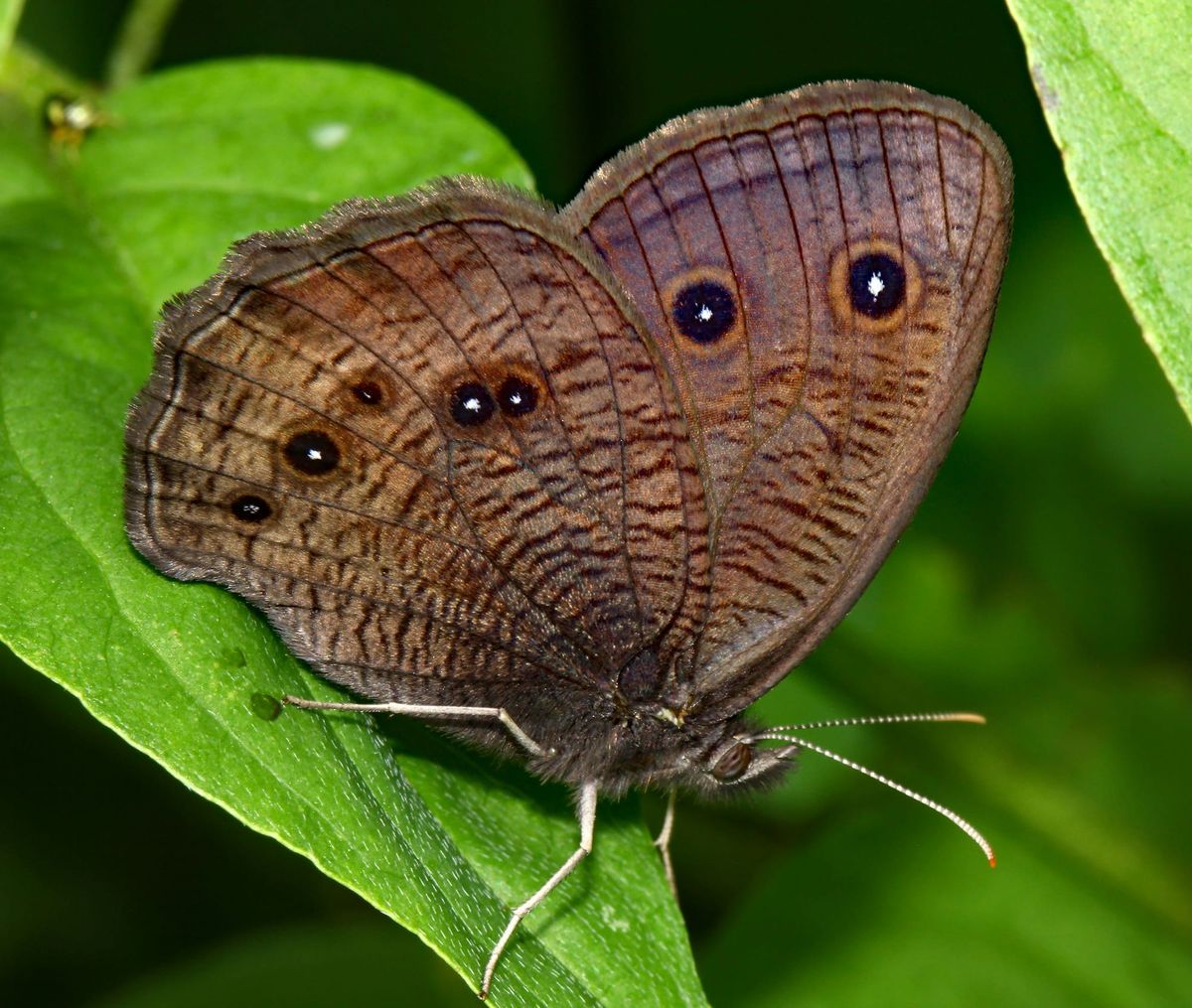 Ugly Butterfly Demoted to Moth
