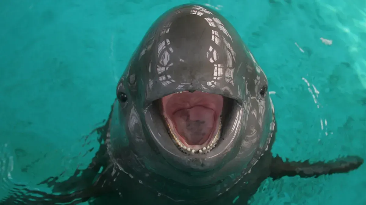 Call Recorded for Training Porpoises