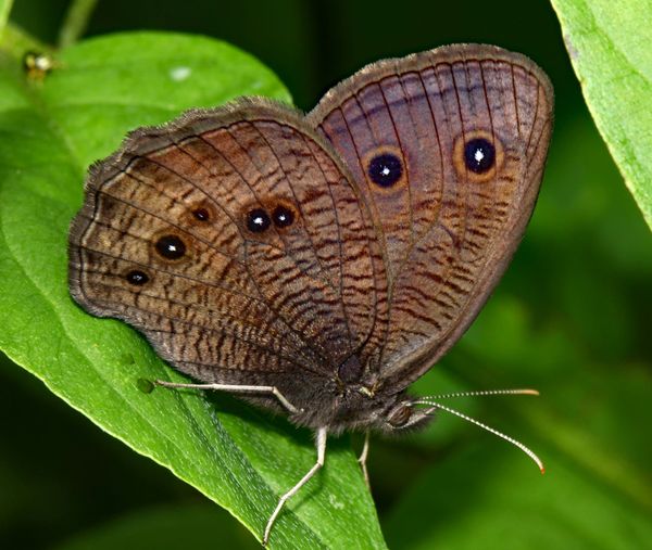 Ugly Butterfly Demoted to Moth