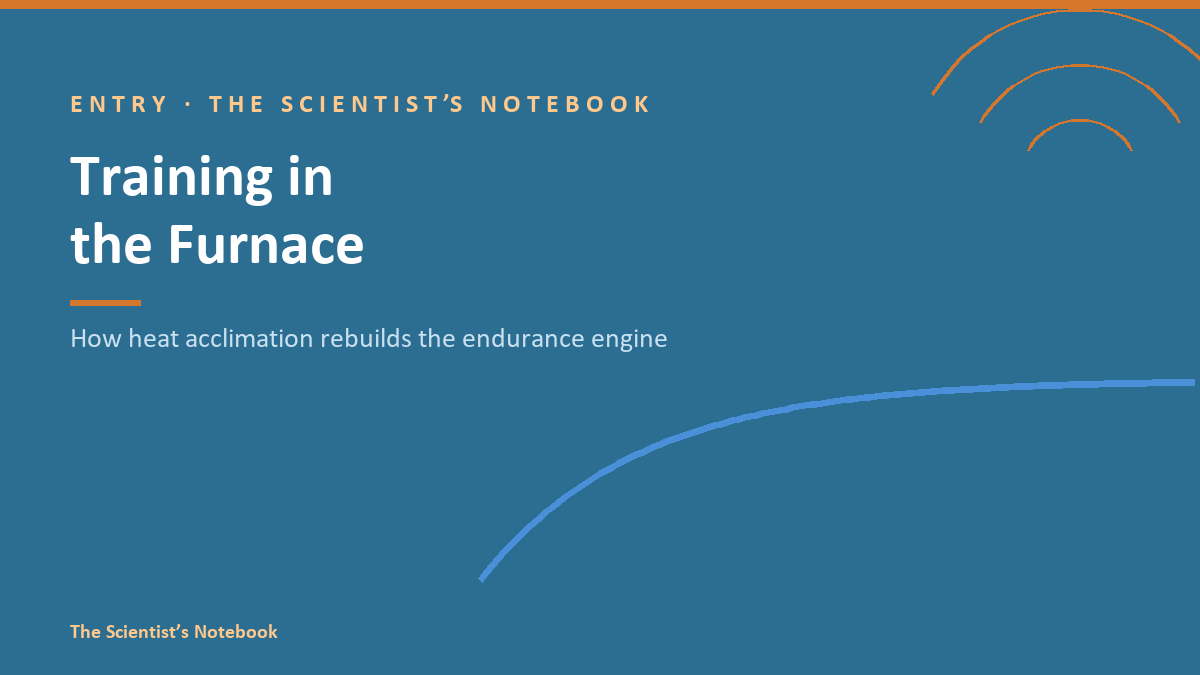 Entry #040: Training in the Furnace: How Heat Acclimation Rebuilds the Endurance Engine
