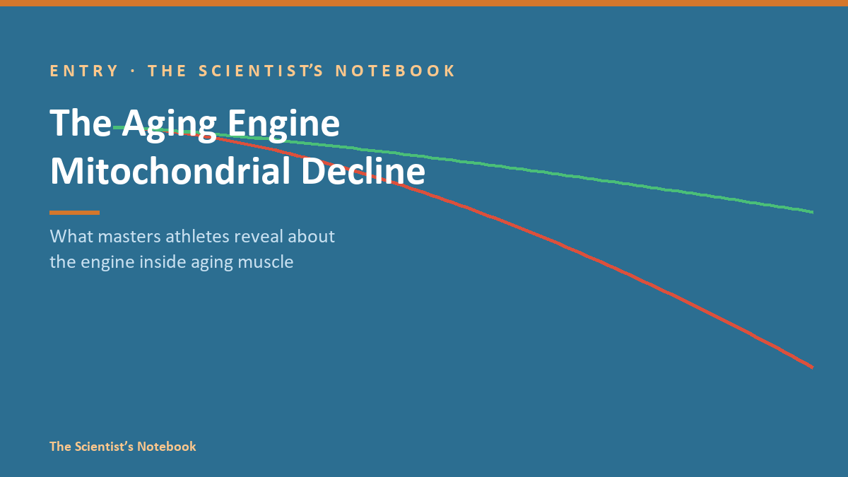Entry #035: The Aging Engine: What Masters Athletes Reveal About Mitochondrial Decline