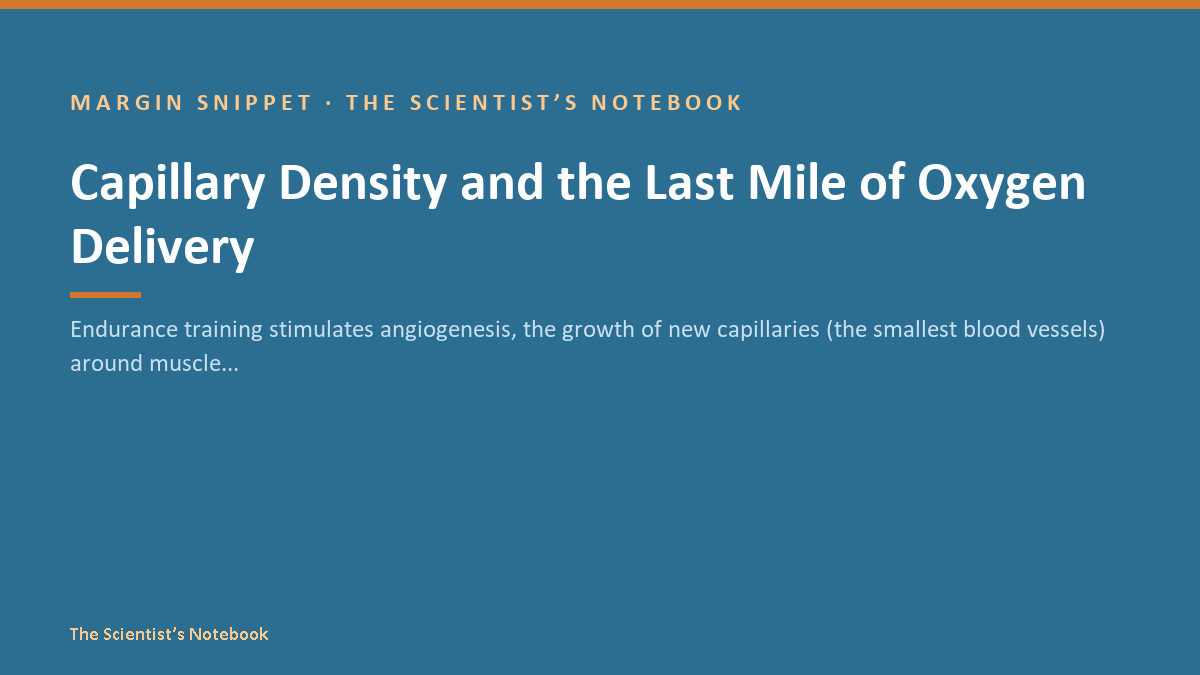 Snippet #028: Capillary Density and the Last Mile of Oxygen Delivery