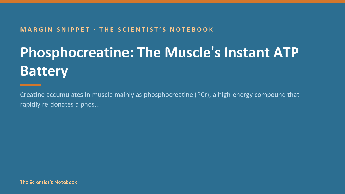 Snippet #035: Phosphocreatine: The Muscle's Instant ATP Battery
