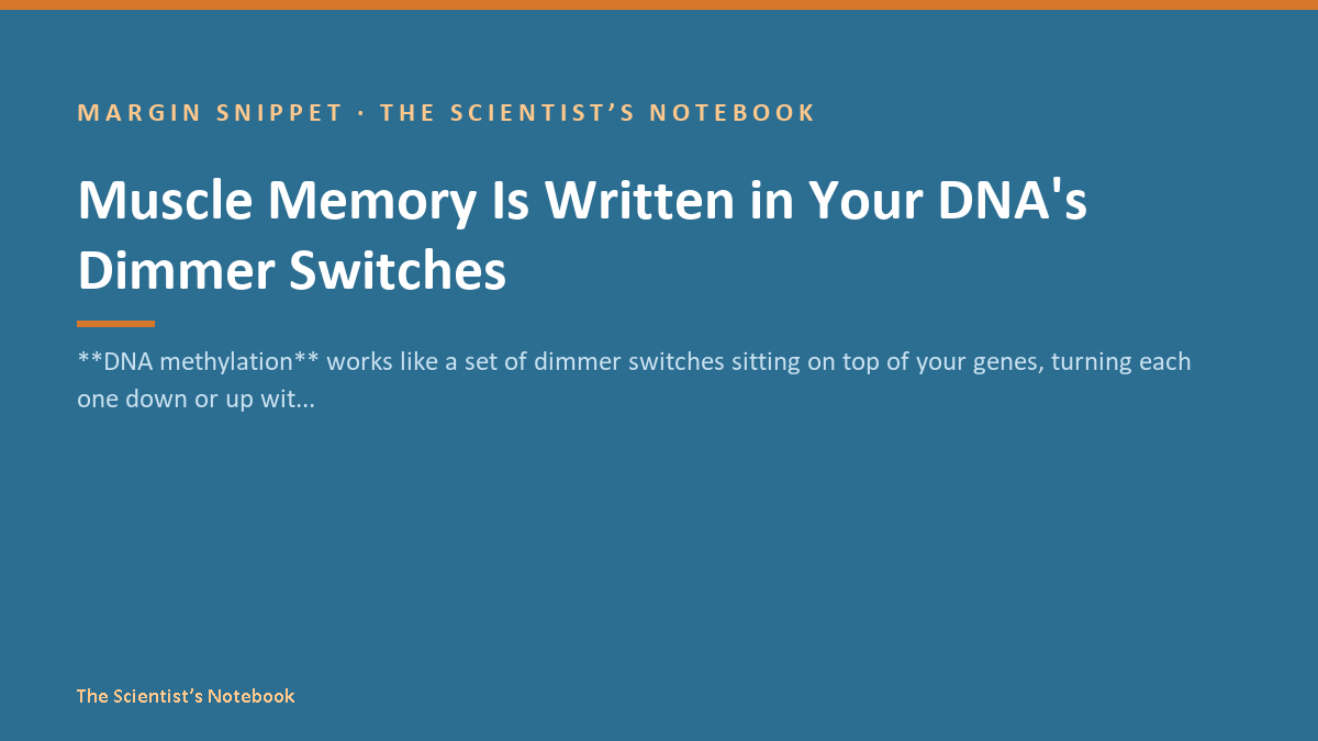 Snippet #032: Muscle Memory Is Written in Your DNA's Dimmer Switches
