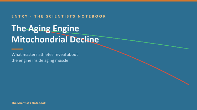 Entry #035: The Aging Engine: What Masters Athletes Reveal About Mitochondrial Decline