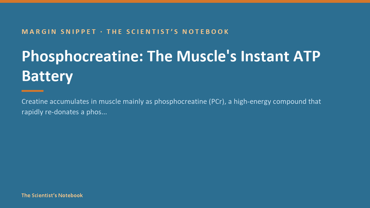 Snippet #035: Phosphocreatine: The Muscle's Instant ATP Battery