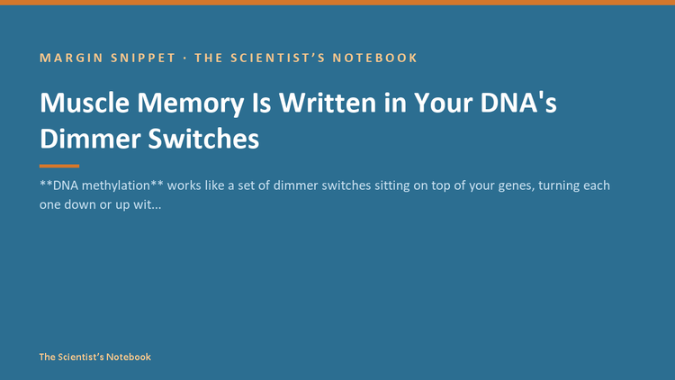 Snippet #032: Muscle Memory Is Written in Your DNA's Dimmer Switches