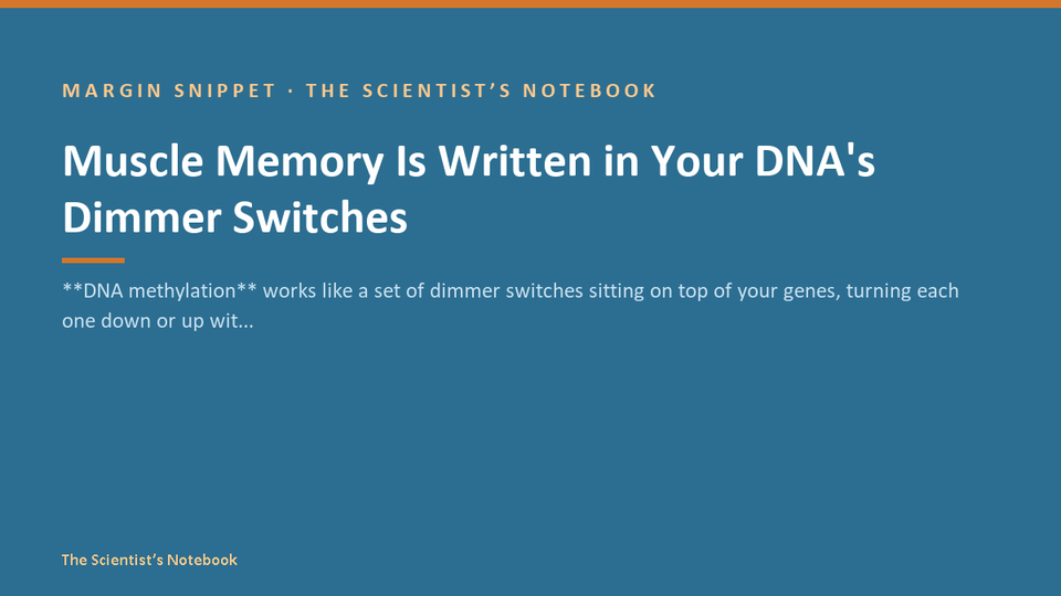 Snippet #032: Muscle Memory Is Written in Your DNA's Dimmer Switches