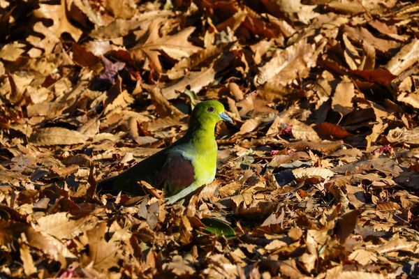 녹색비둘기에 돌 던지는 사람들과 지키는 사람들