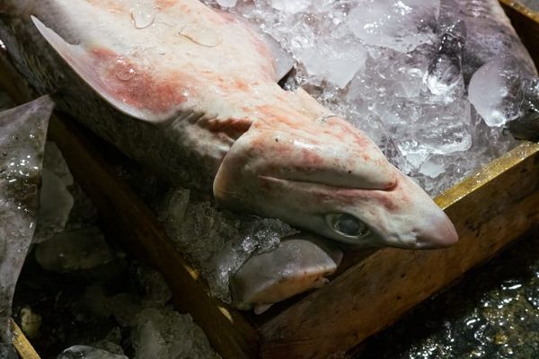 한국의 상어 복원을 꿈꾸며