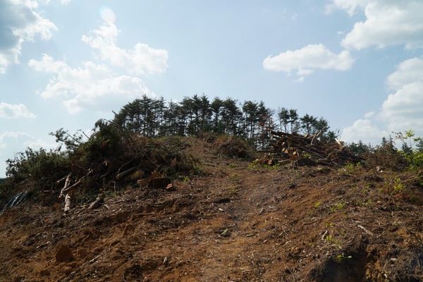 스스로 베놓고 "숲 없어요"...생태자연도 악용 사례 178건