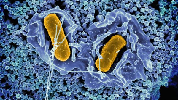 기후위기 심해지면 식중독 증가, 한국 2092년 2.5배 전망