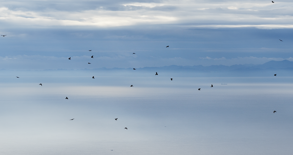 사례 없다고 맹금류 제외, 안일한 가덕도신공항 조류충돌 평가