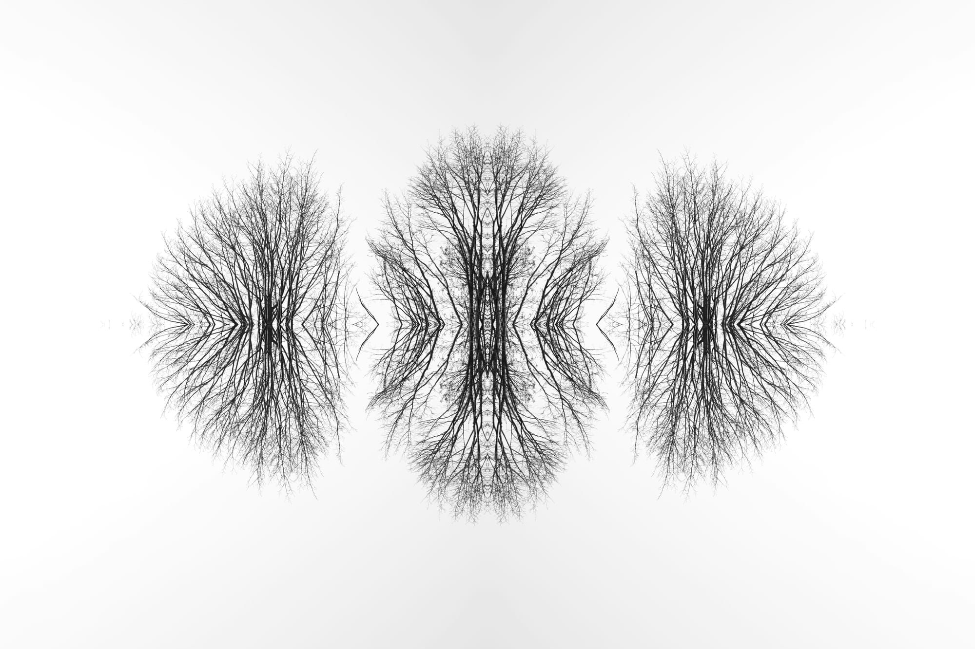 The highest tree or the deepest root