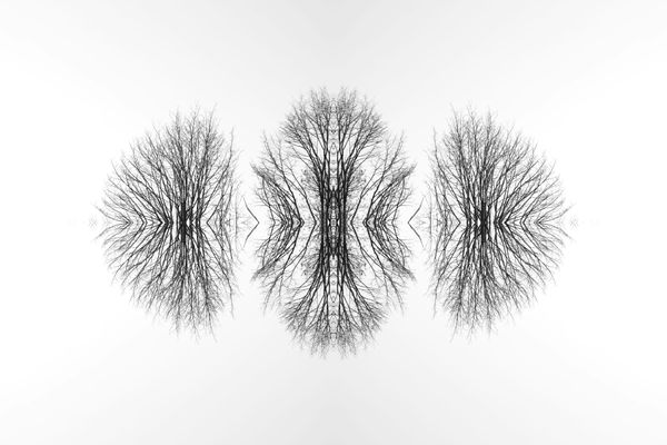 The highest tree or the deepest root