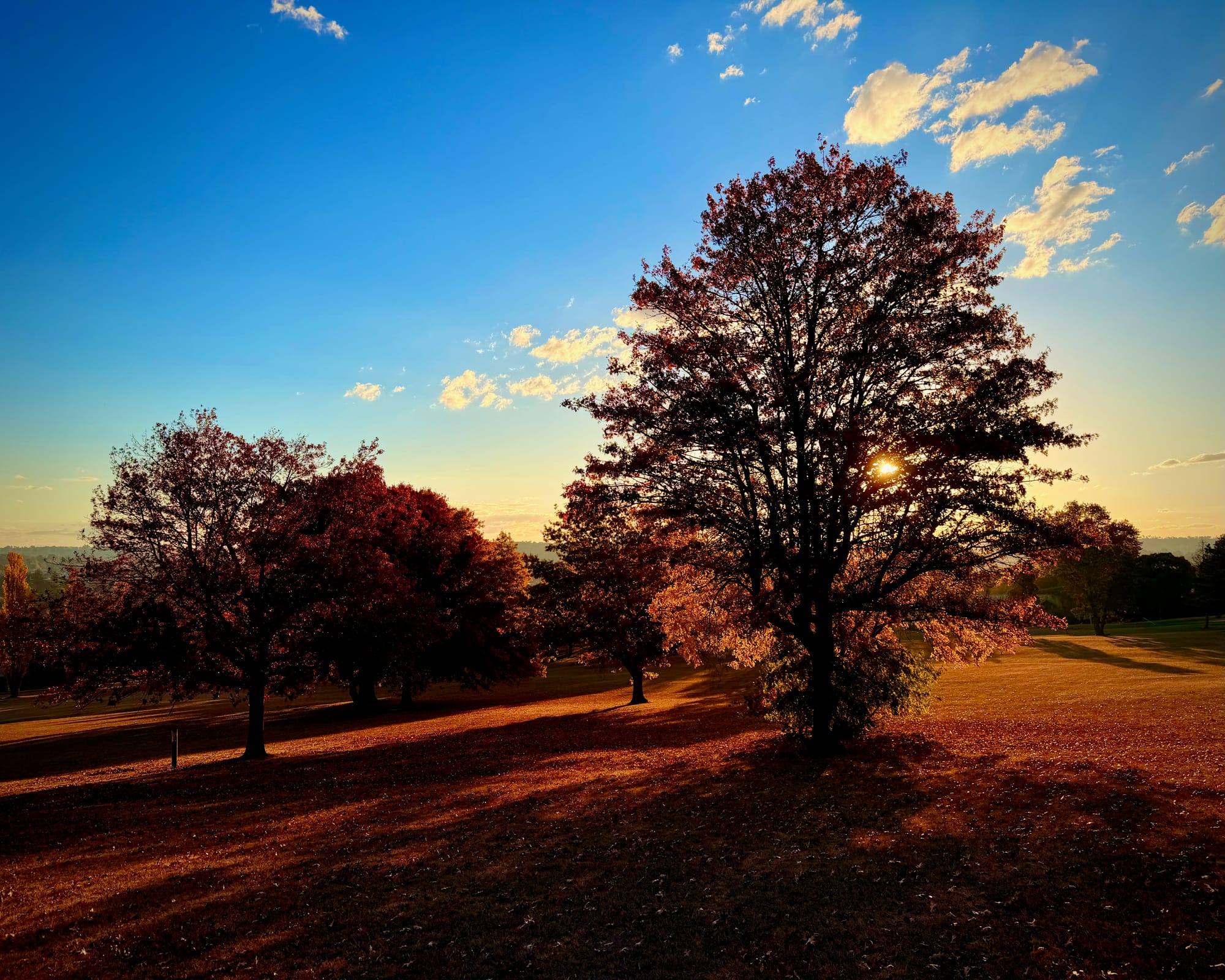 The afternoon sun brings a golden glow to the autumn leaves