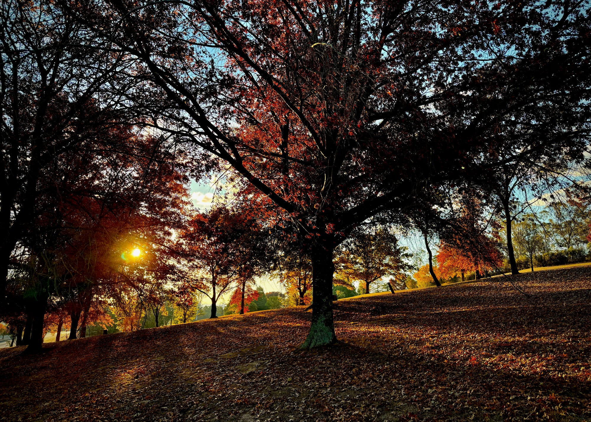 Autumn colours in a New England park