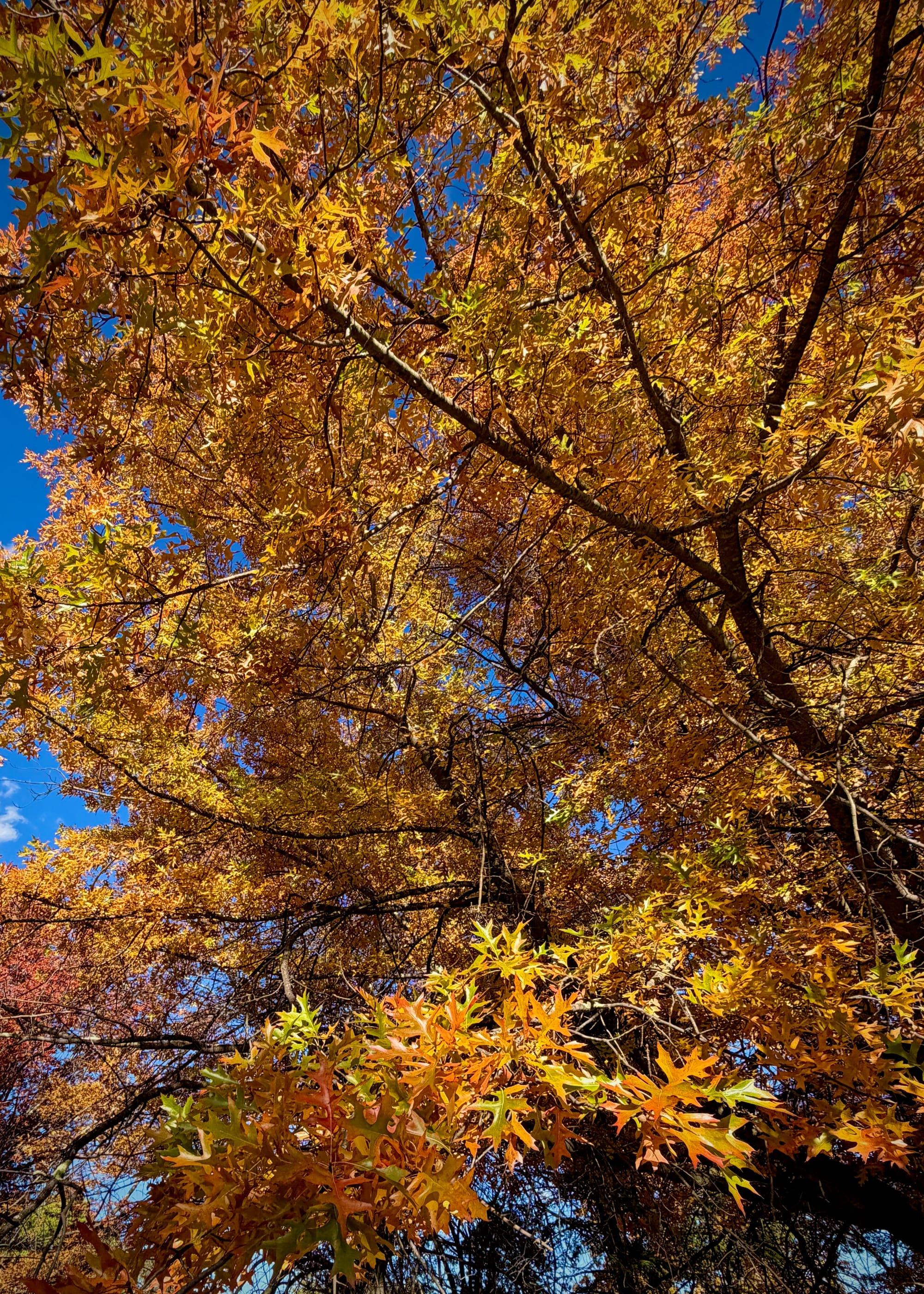 Deciduous trees take on spectacular Autumn colours