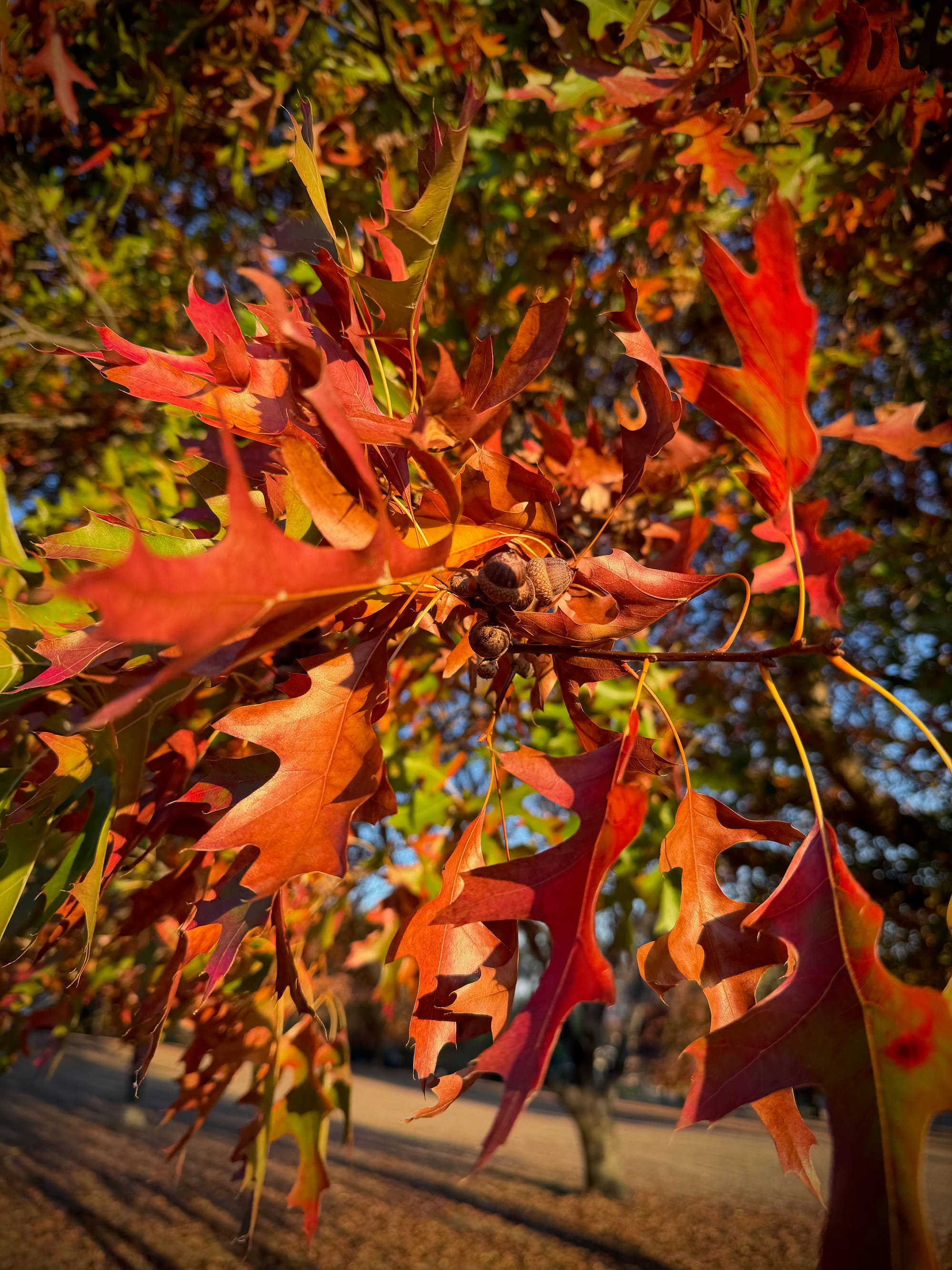 Autumn leaves progress through multiple colours over a matter of weeks