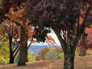Autumn leaves are brown ...