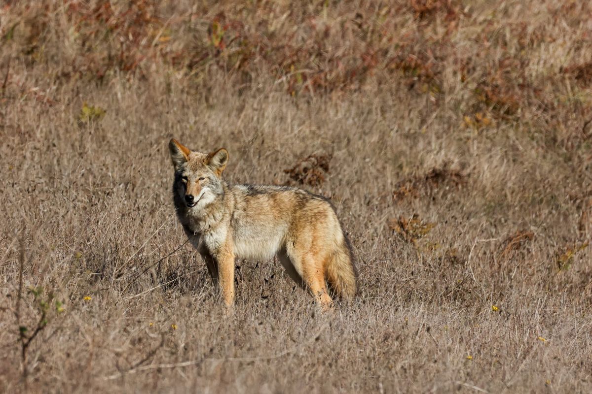 2024 Roundup: Point Reyes Wildlife