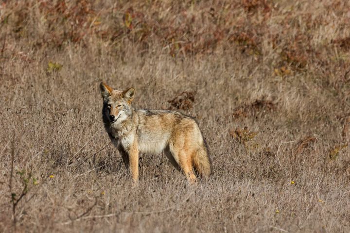 2024 Roundup: Point Reyes Wildlife