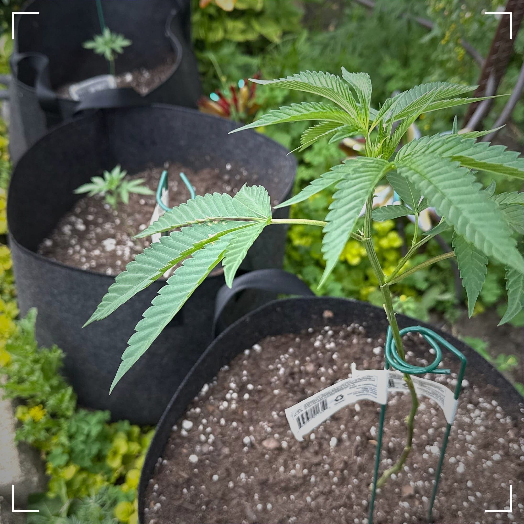 Three canna plants growing in the backyard.