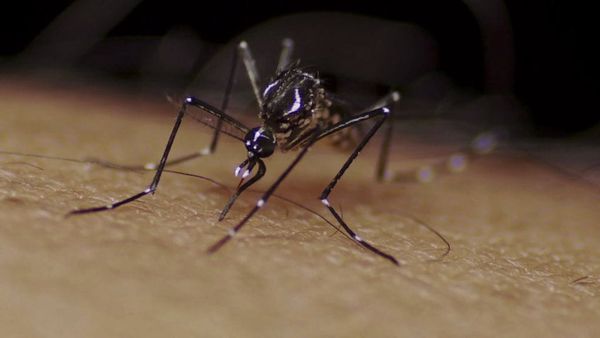 Ideias de atividades sobre dengue