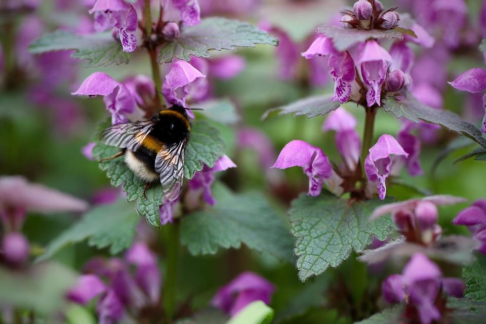 Poetry Analysis: Lamium | Louise Glück’s The Wild Iris