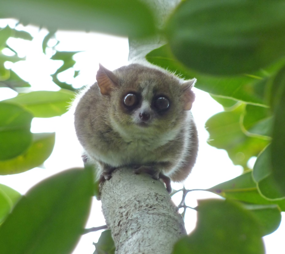 lemur2