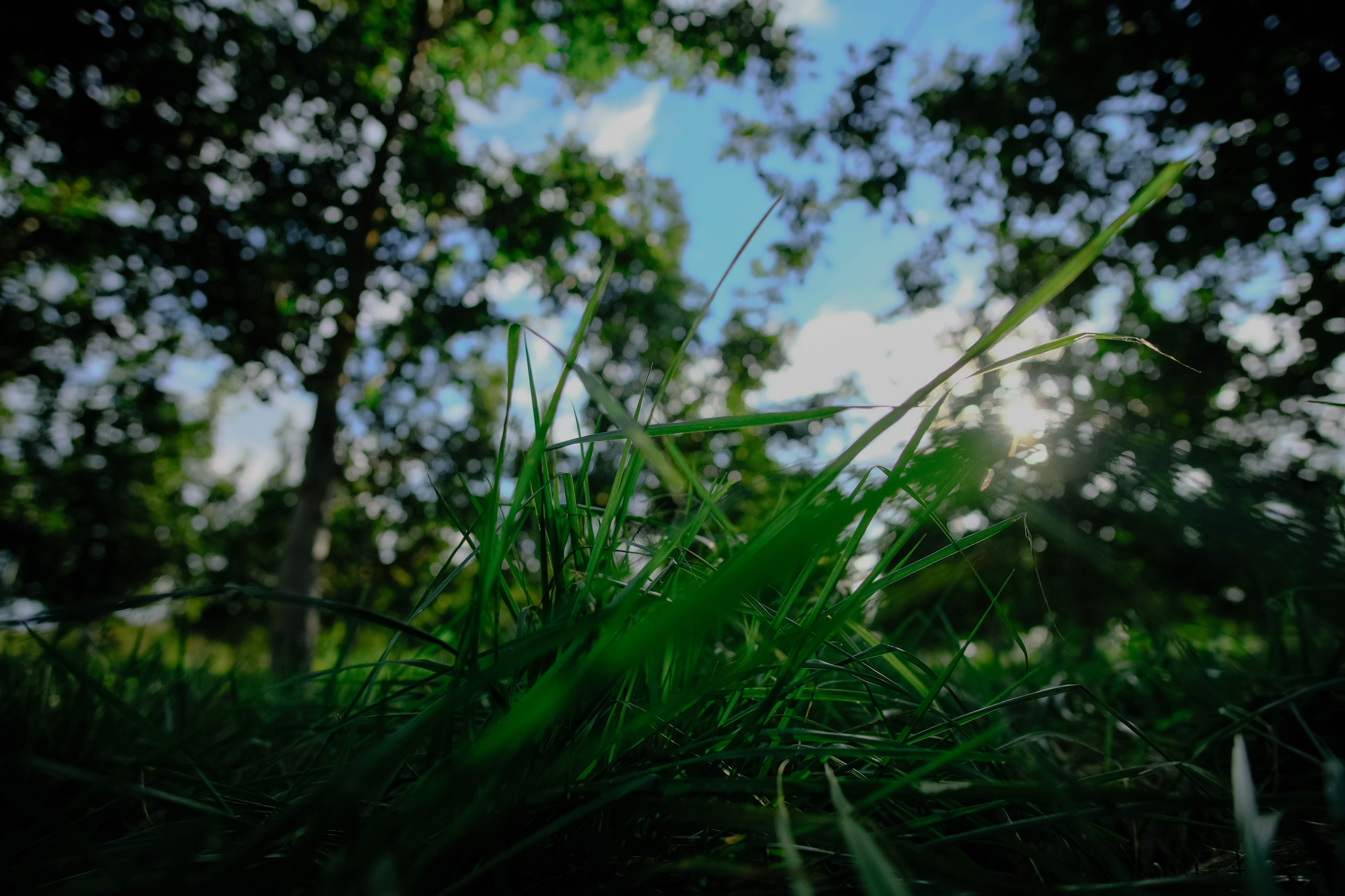 Grass-and-trees