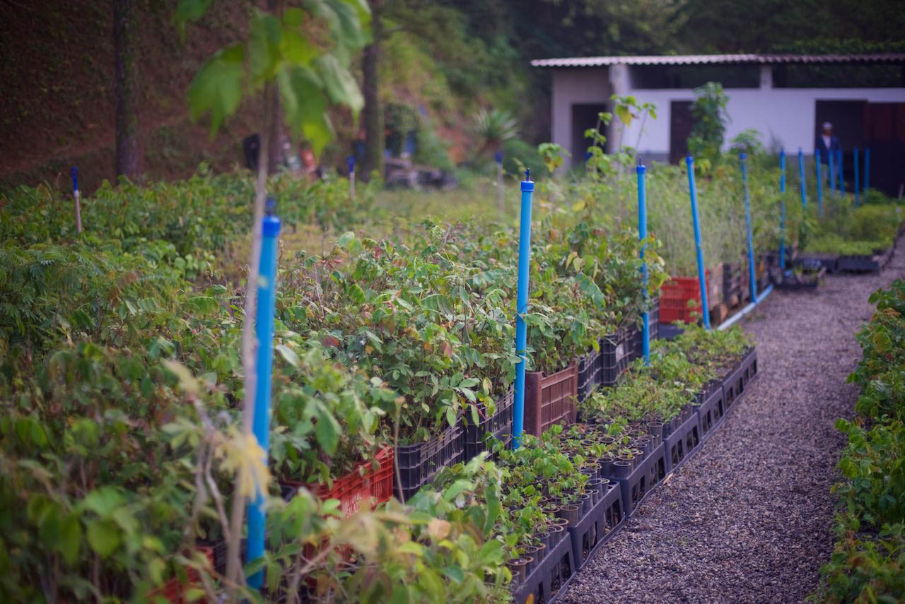 ITPA-tree-nursery--PACTO----1-1