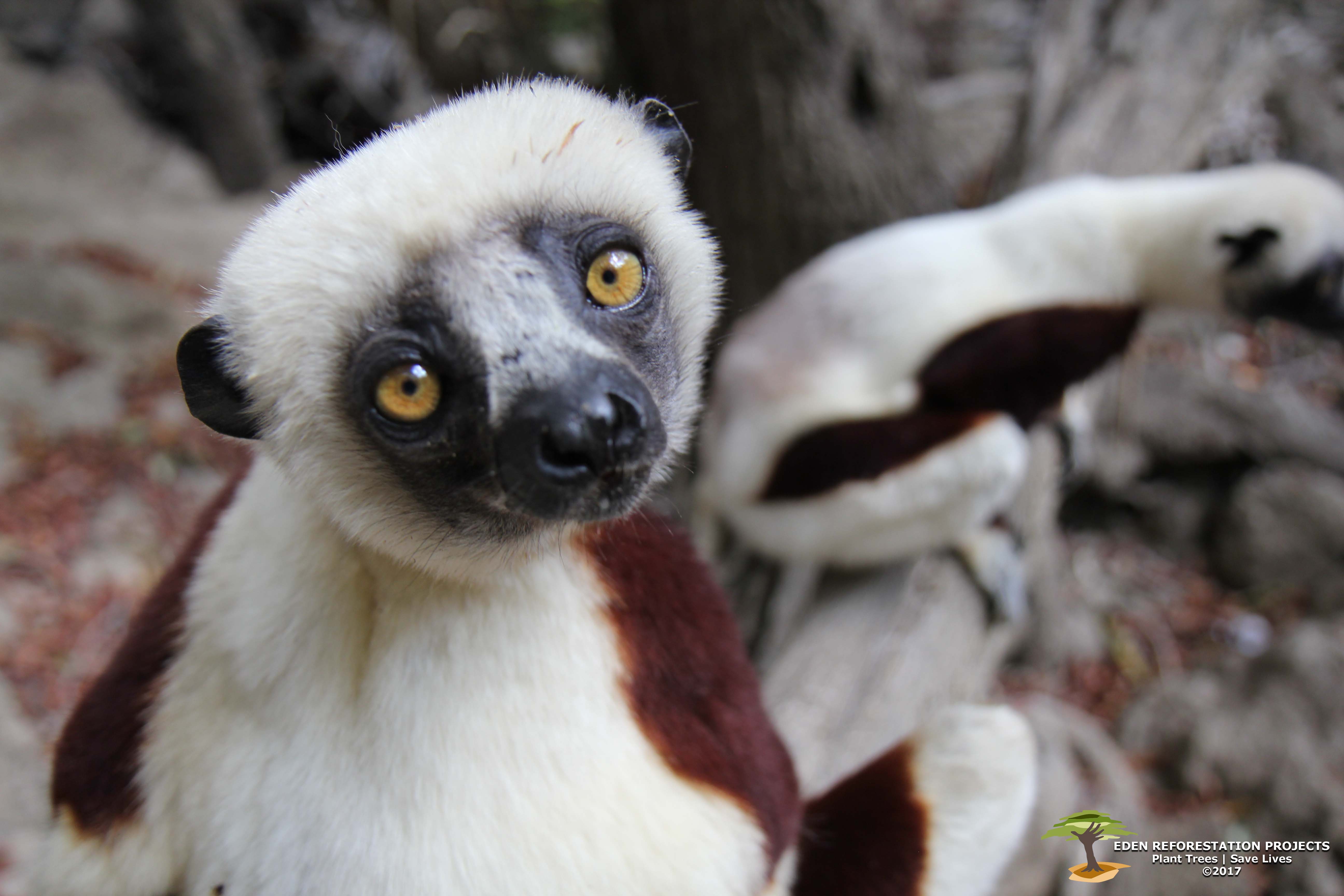Endangered-Sifaka-with-watermark