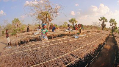 Ab sofort pflanzt ihr mit Ecosia auch Bäume in Madagaskar und Peru
